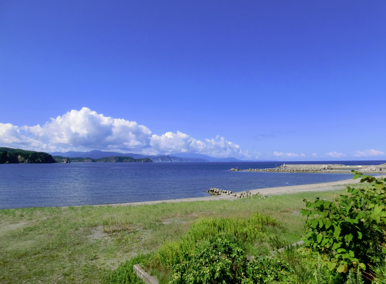 ペンギンについての好奇心 - ペンギンの色は捕食者に対する変装です