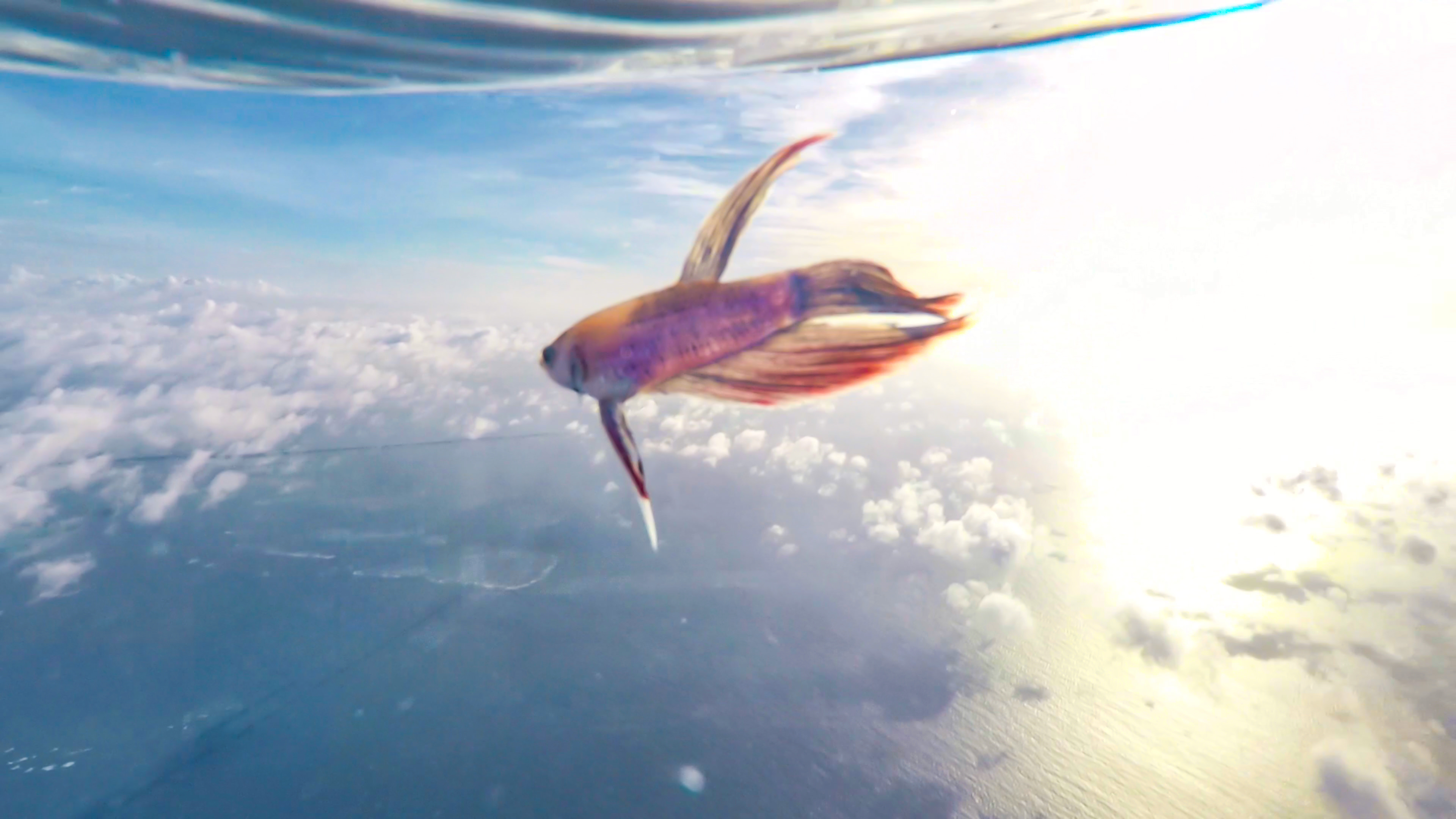 魚の呼吸の仕組み - 魚のえらの様子