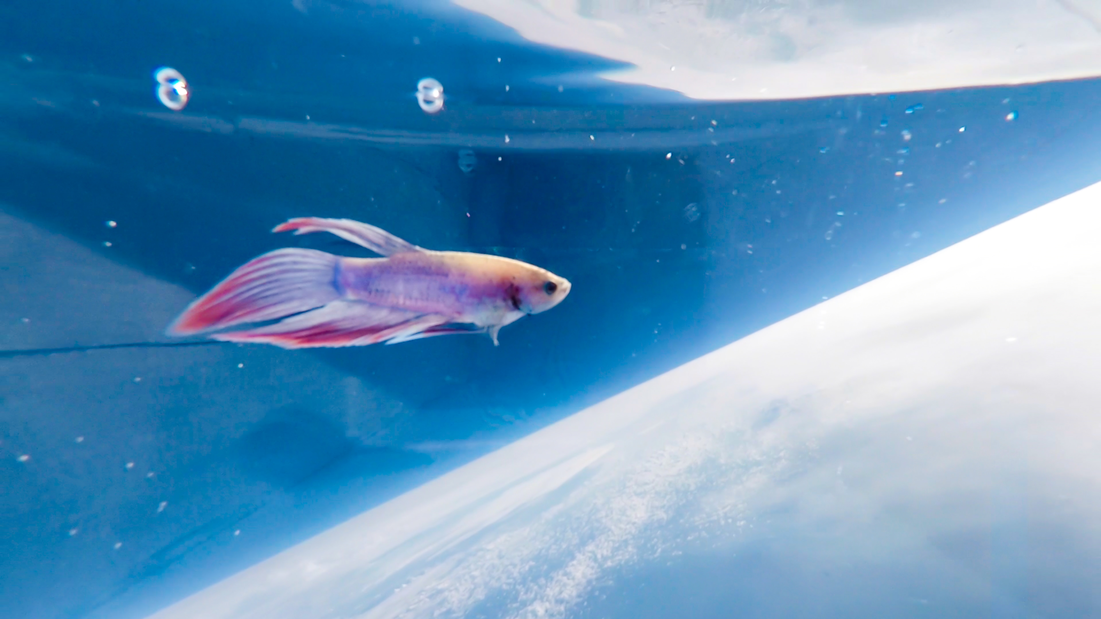 魚の生殖 - 卵生魚の生殖