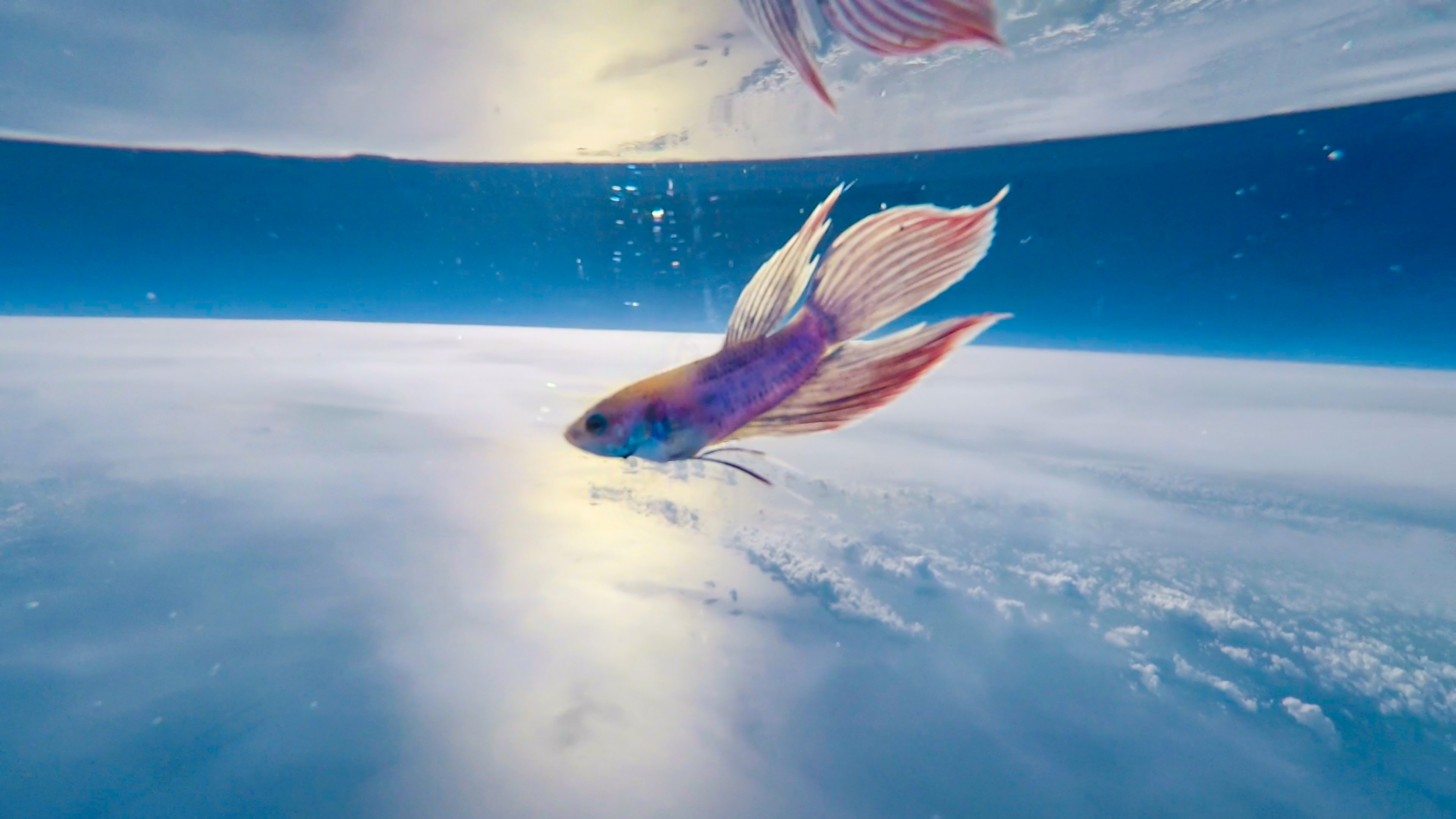 魚の繁殖 - 魚の繁殖の種類