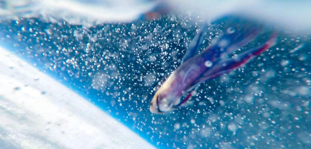 宇宙旅行: 旅行に近いことがリスクへの意識を高める