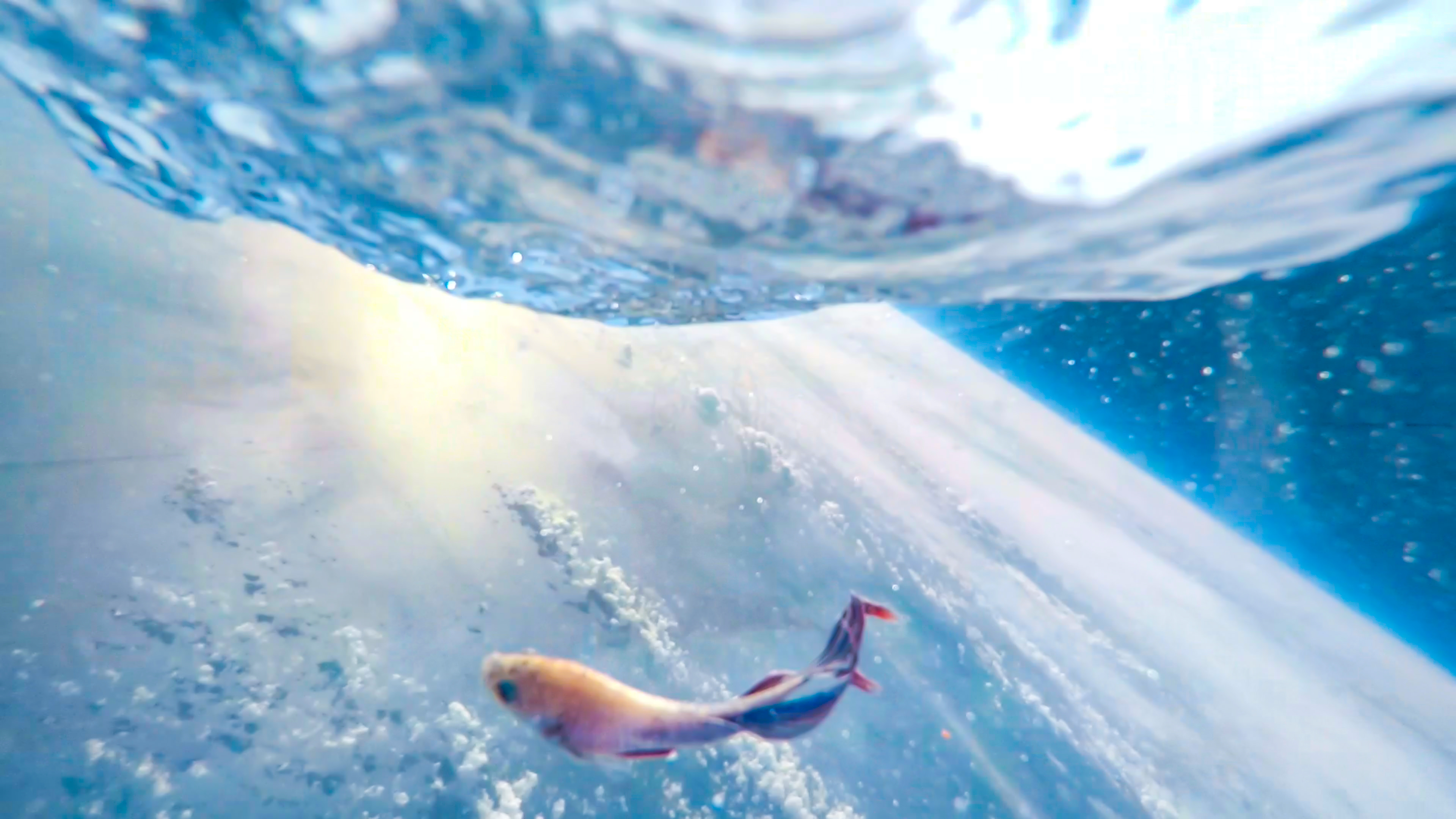 魚の生殖 - 卵胎生魚の生殖