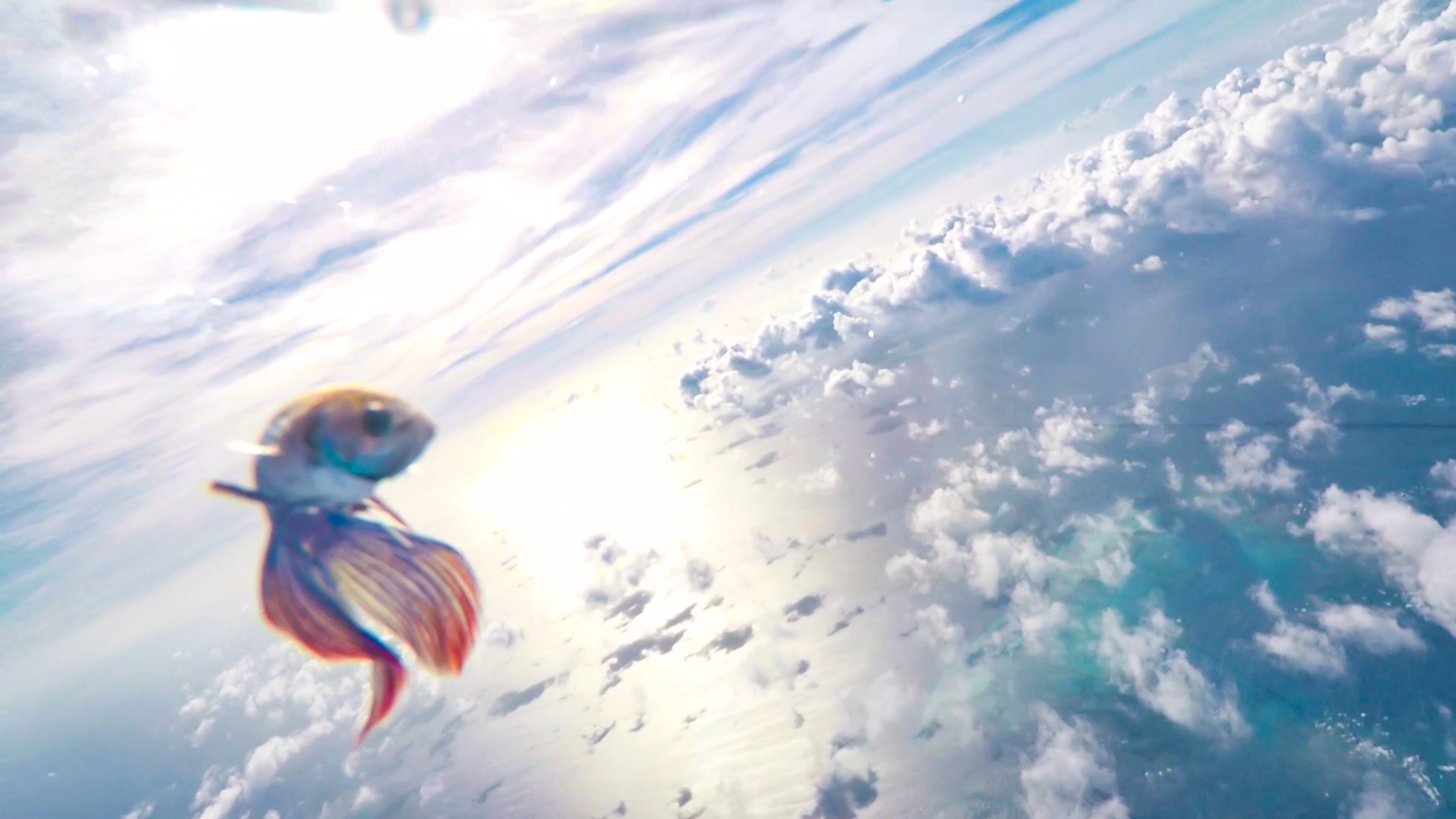 魚の呼吸の仕組み